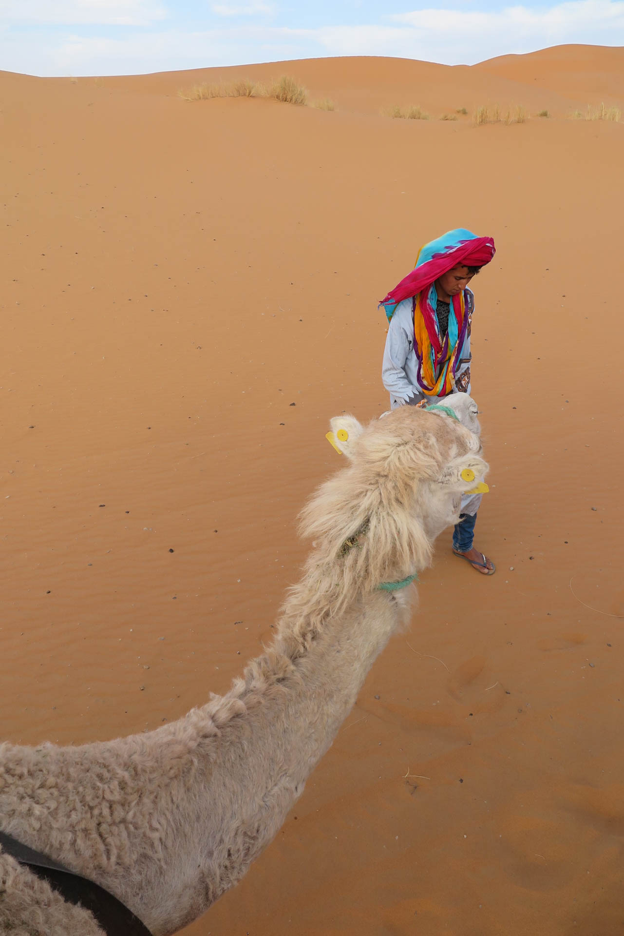 Camel